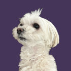 Lili-co thumbnail