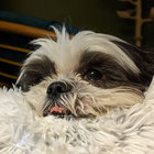 heardogwhistle thumbnail