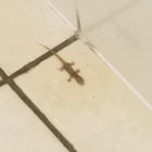 A Tiny Lizard thumbnail