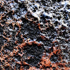 Elith thumbnail