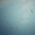charis thumbnail