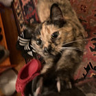 Madison thumbnail