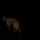 isaac thumbnail