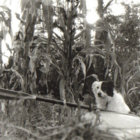 c_p_hobson thumbnail