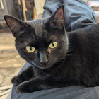 tom thumbnail