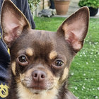 OWNED BY 2 CHIHUAHUA'S thumbnail