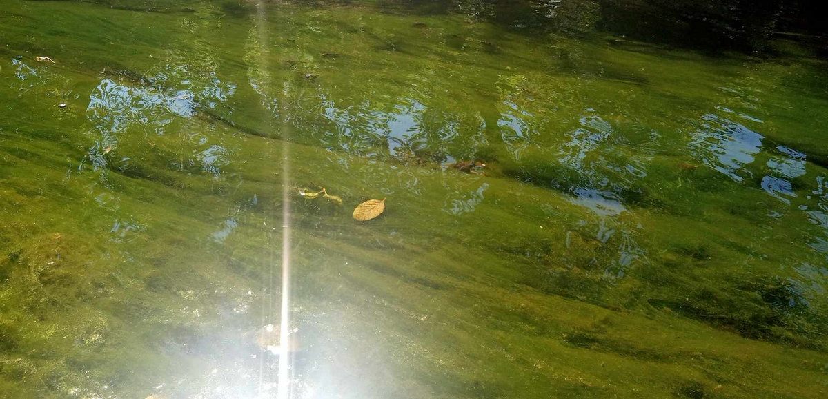 The Buffalo The Monkey Puzzle Tree Nursery