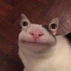 Brad thumbnail