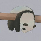 panda thumbnail