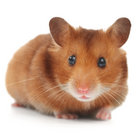 GERB$ thumbnail