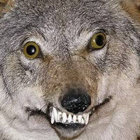 bevdog115 thumbnail