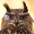 NosyOwl thumbnail