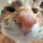 Sniffy thumbnail