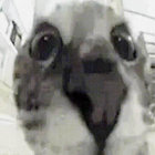 NaiJi thumbnail