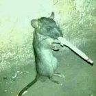 FadedMouse77 thumbnail