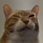SPUD thumbnail