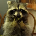 raccooneatinggrapes thumbnail