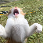 Gollai  thumbnail