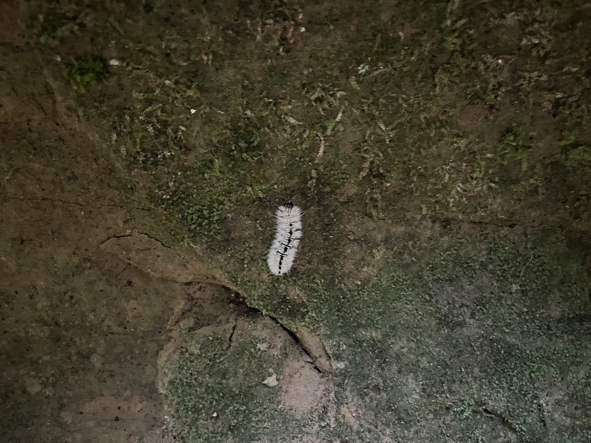 Mohican EP sobbing. Plot Imprint