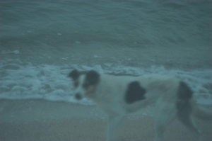 邦楽 THE SILENT DOG / RARE TRACKS1 Music | Dog Silent
