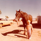 horses tobacco city Horses