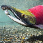 oncorhynchus_nerka thumbnail