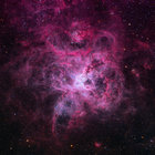 sealilycosmos thumbnail