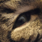 double_virgule thumbnail