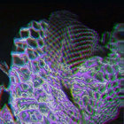 Exuvie thumbnail