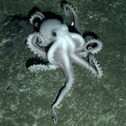 Hexapod thumbnail