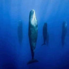franzthespermwhale thumbnail