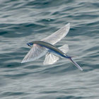 exocoetidae thumbnail