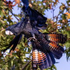 lincolnawaller thumbnail