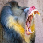 fungaloo thumbnail