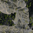 Zugbug thumbnail