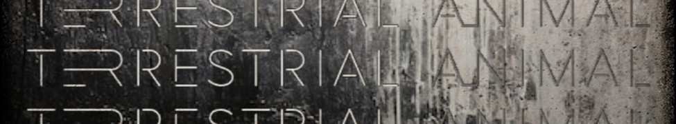 Terrestrial Animal — Photo