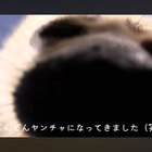 goldentorchick thumbnail