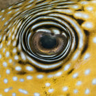 hazmatsut thumbnail