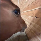goose thumbnail