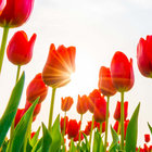 Sun Colored Eyes | Mabisyo