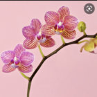 yolabola thumbnail