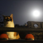 Ling Weenie thumbnail