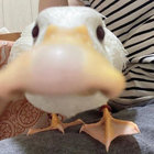 WibbleWobbleExtraTrobble thumbnail