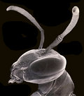 The Invertebrates photo