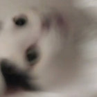 motelkatz thumbnail