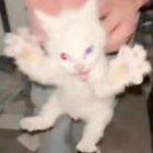 lychee thumbnail