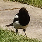 flightmonkey thumbnail