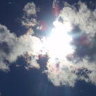 caprifoglio thumbnail