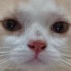 squiggle437 thumbnail