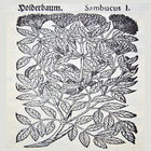 Holderhëx thumbnail